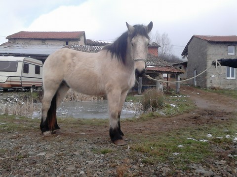 Calypso très belle robe.
